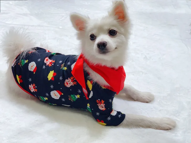 Chien en tenue de Noël